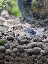 Smudge spot aka for sale  Lakewood