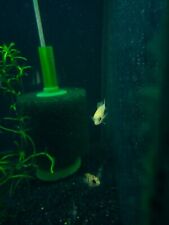 Peacock cichlid pack for sale  Stockton