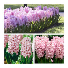 Fondant hyacinth flower for sale  UK