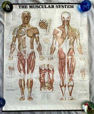 Muscular system 1947 for sale  Kailua Kona