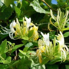 Lonicera halls prolific for sale  UK
