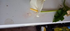 Medium arum lily for sale  PAIGNTON