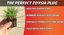 Zoysia grass plugs for sale  Centreville