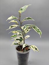 Ficus benjamina twilight for sale  Shipping to Ireland