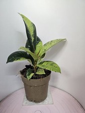 Heavenly hoya ficus gebraucht kaufen  Bad Bramstedt