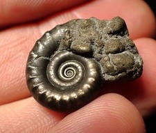 Pyrite eoderoceras ammonite for sale  BRISTOL