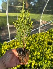 privacy trees for sale  Mcminnville