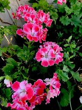 Geranium reddish pink for sale  San Jose
