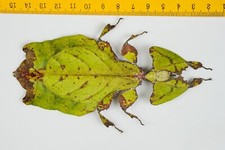 Phylliidae insetto foglia usato  Spedire a Italy