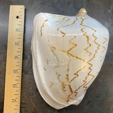 Concha concha grande voluta nobre rara praia real decoração para casa ~ 7x5x4,5 polegadas, usado comprar usado  Enviando para Brazil