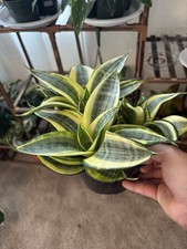 Snake plant gold for sale  Marysville