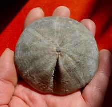 Oursin fossile jurassique d'occasion  Cuxac-d'Aude