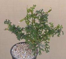 pelargonium for sale pelargonium for sale WALTON ON THE NAZE