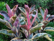 Ficus elastica ruby for sale  Christmas
