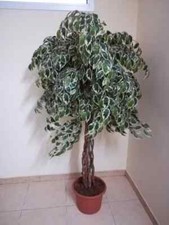 Pianta arredo per usato  Foggia
