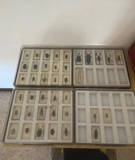 Collezione insetti imbalsamati usato  Lecco