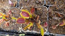 Dionaea muscipula rote gebraucht kaufen  Pinneberg