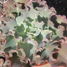 Echeveria blue curls for sale  Fresno