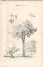 1868 imprimé botany d'occasion  Expédié en France