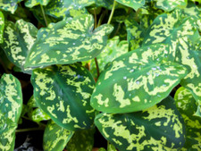Alocasia hilo beauty for sale  Homestead
