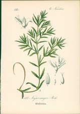 Chromolithographie wassernixe  gebraucht kaufen  Sibbesse