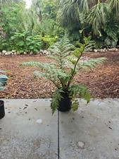 Xxl australian tree for sale  Englewood