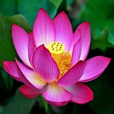 Sacred lotus flower for sale  Lincolnton