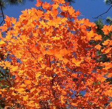 15 SEMENTES DE BORDO GIZ - Acer saccharum ssp. leucoderme comprar usado  Enviando para Brazil