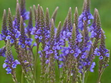 Blue vervain flower for sale  Valdosta