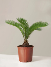 Sago palm bright for sale  Summerton