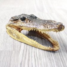Alligator 6.5 inch for sale  Parma