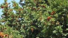 English yew seeds for sale  LLANELLI