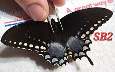 Papilio troilus male for sale  Depauw