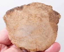 California fossil bone for sale  Polson