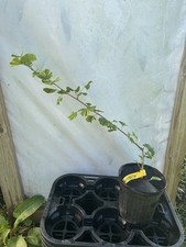 beautiful plant 1 gal for sale beautiful plant 1 gal for sale Hendersonville