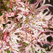 Acer ukigumo floating for sale  UK