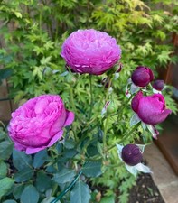 Kaffe fassett unrooted for sale  WITNEY