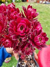 Aeonium mardi gras for sale  LONDON