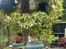 Rhododendron bonsai tree for sale  WALTON-ON-THAMES