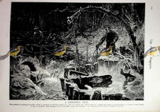 Crocodile trap florida for sale  BOURNEMOUTH
