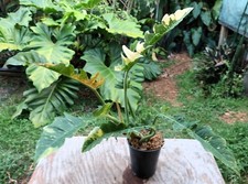 Philodendron ring fire for sale  Hollywood