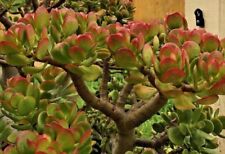 Crassula ovata jade d'occasion  Expédié en Belgium