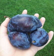 Italian plum tall for sale  Livingston