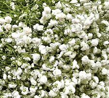 1000x gypsophila single for sale  DEWSBURY