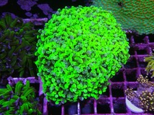Bright green splatter for sale  CLACTON-ON-SEA