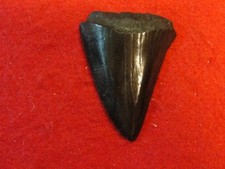 white shark tooth for sale white shark tooth for sale Myrtle Beach
