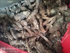 Occhielli carciofo spinoso usato  Cagliari