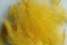 Plumes cul canard d'occasion  Clermont-Ferrand-