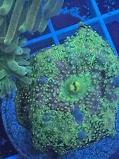 Wysiwyg live coral for sale  Washington