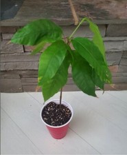 Live trinitario cocoa for sale  Medford